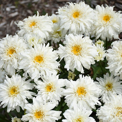 Marshmallow Shasta Daisy - LandscapeDirect