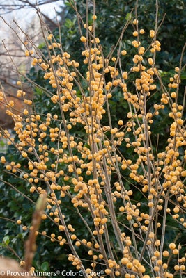 Berry Heavy¬¨¬Æ  Winterberry Holly 