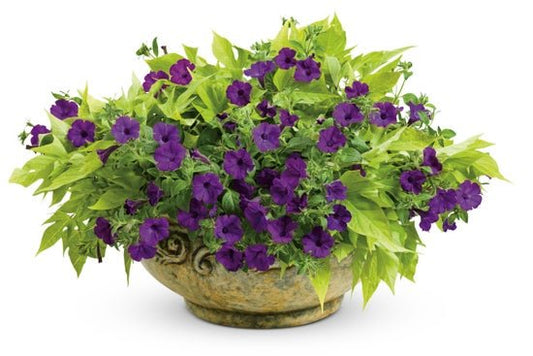 Midnight Magic - Patio Container Kit - LandscapeDirect
