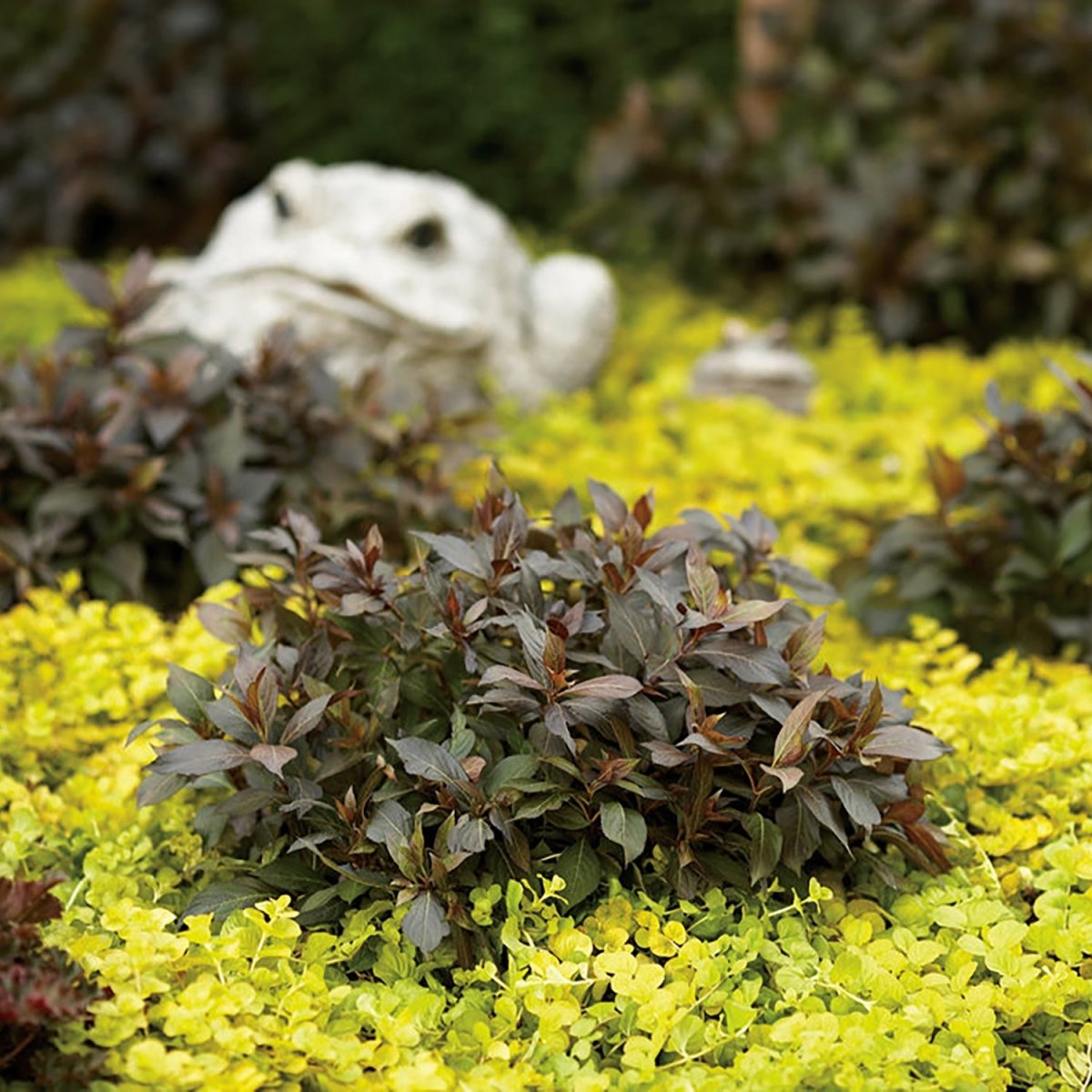Midnight Wine Weigela - LandscapeDirect