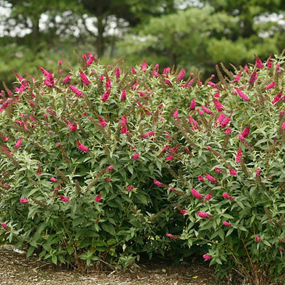 Miss Molly Butterfly Bush - LandscapeDirect