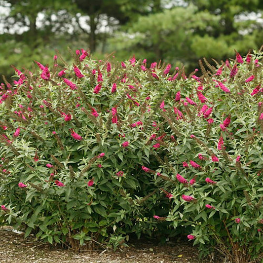 Miss Molly Butterfly Bush - LandscapeDirect
