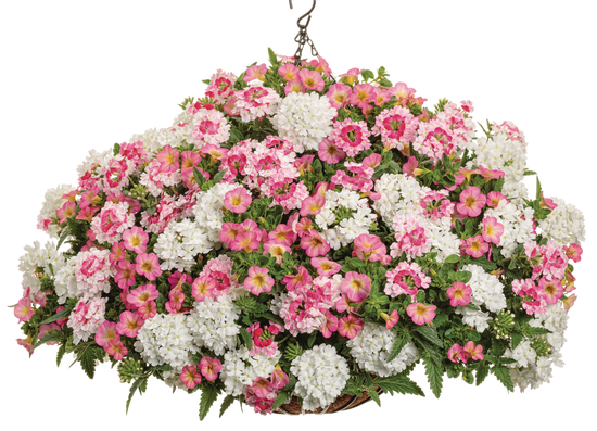 Missy - Hanging Basket Kit - LandscapeDirect