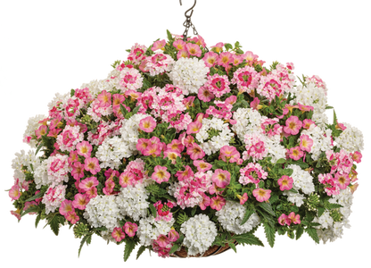 Missy - Hanging Basket Kit - LandscapeDirect