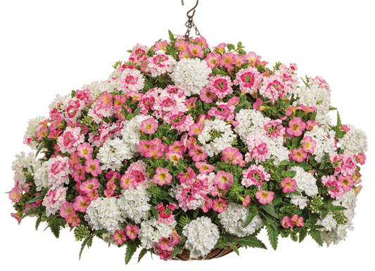 Missy - Hanging Basket Kit - LandscapeDirect
