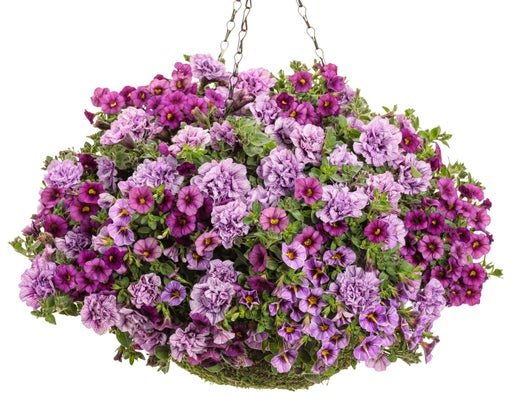 Moon River Waltz - Hanging Basket Kit - LandscapeDirect