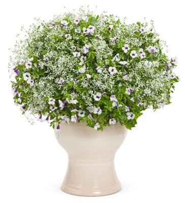 Moonlight Serenade - Patio Container Kit - LandscapeDirect