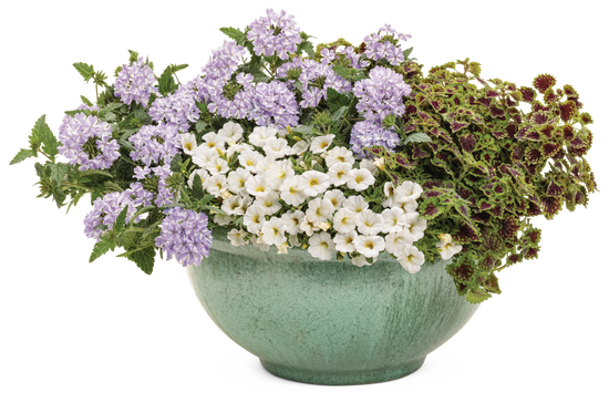 Moonstone - Patio Container Kit - LandscapeDirect