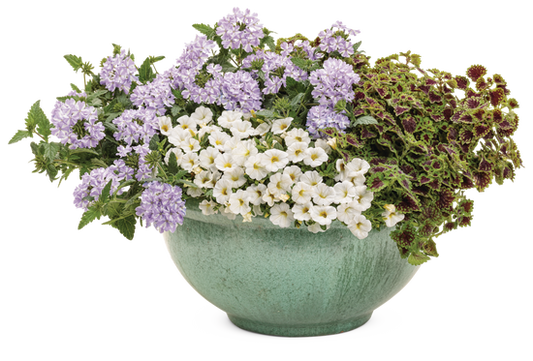 Moonstone - Patio Container Kit - LandscapeDirect