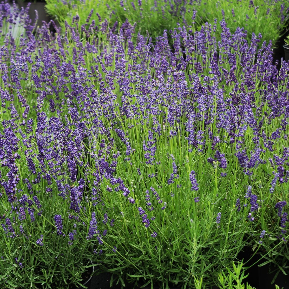 Munstead Lavender - LandscapeDirect