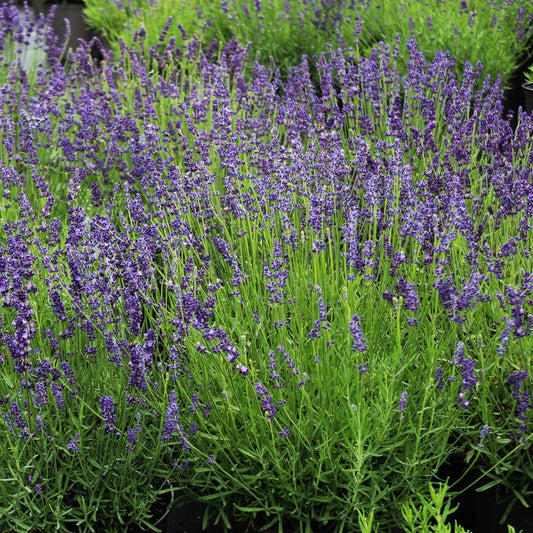 Munstead Lavender - LandscapeDirect