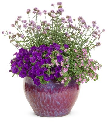 Music Box - Patio Container Kit - LandscapeDirect