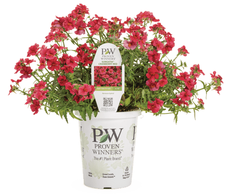 Nemesia Sunsatia Cranberry Red - LandscapeDirect