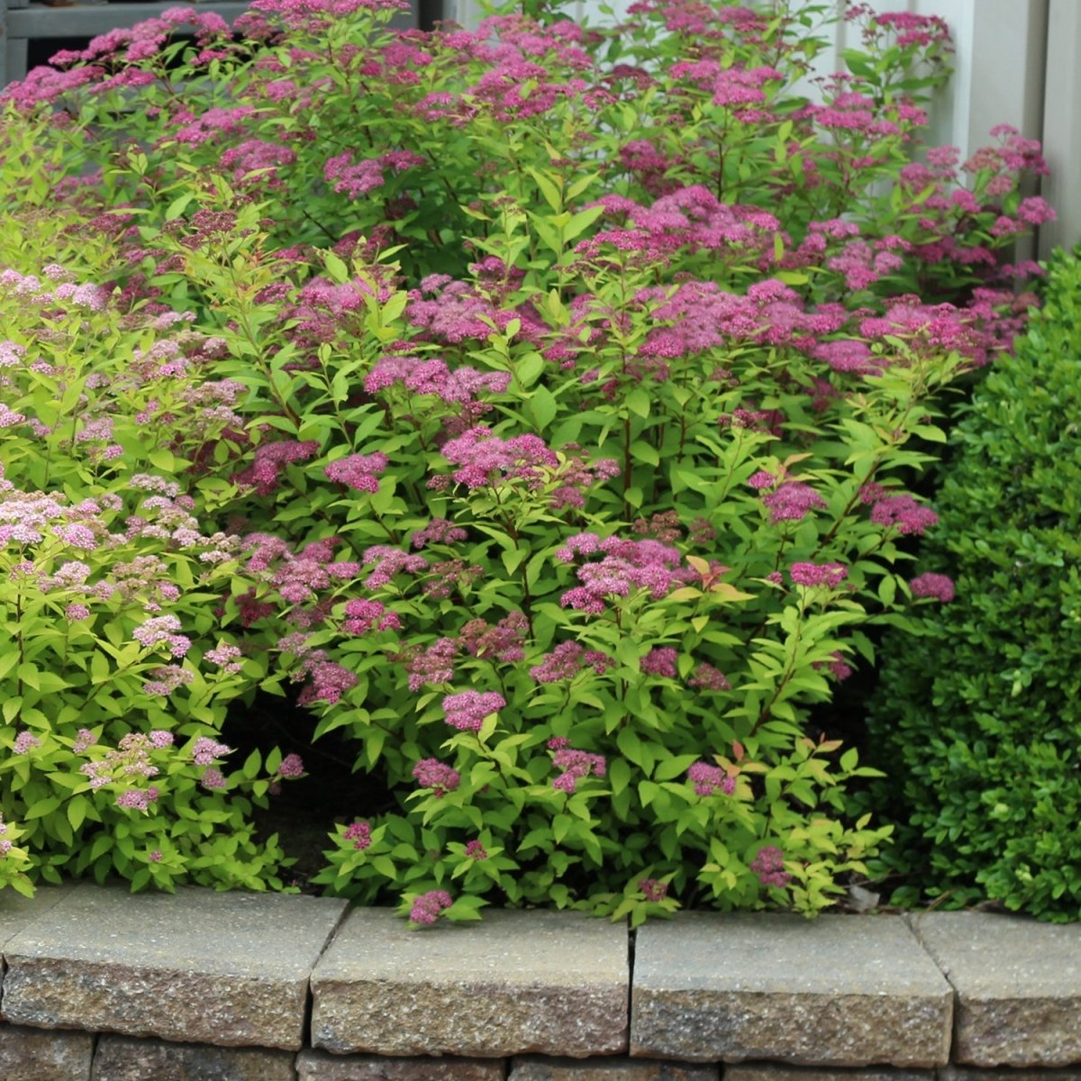 Neon Flash Spirea - LandscapeDirect
