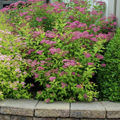 Neon Flash Spirea - LandscapeDirect