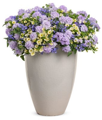 Neptune - Patio Container Kit - LandscapeDirect