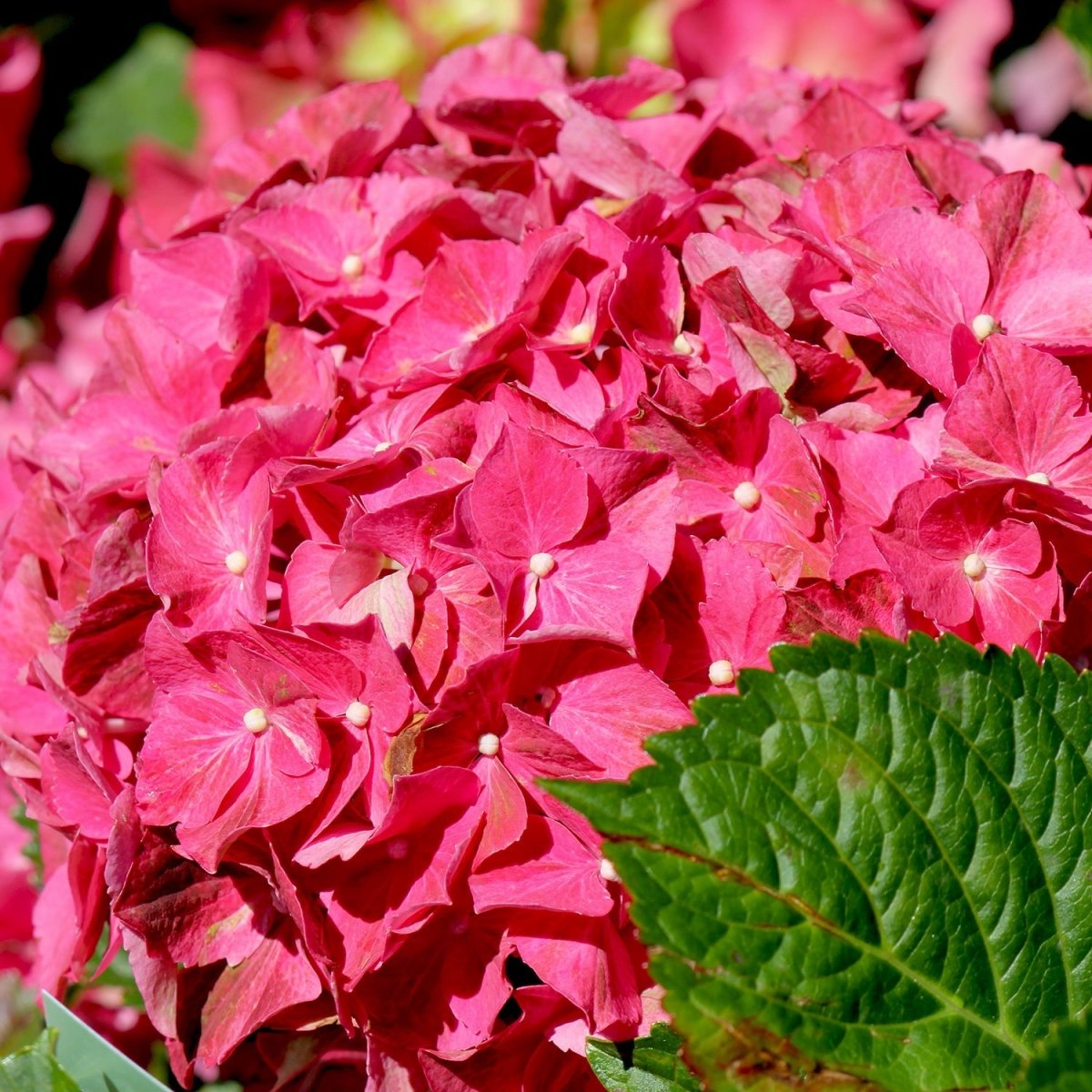 Next Generation Red Sensation Hydrangea - LandscapeDirect