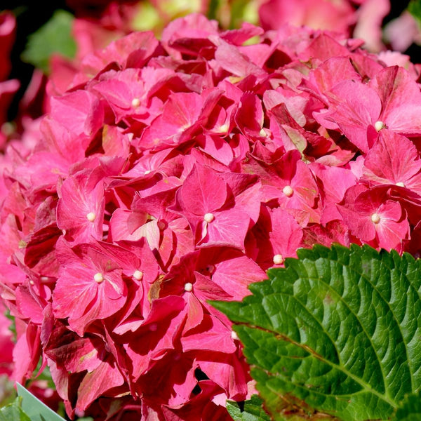 Next Generation Red Sensation Hydrangea – LandscapeDirect