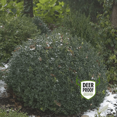 North Star Boxwood - LandscapeDirect