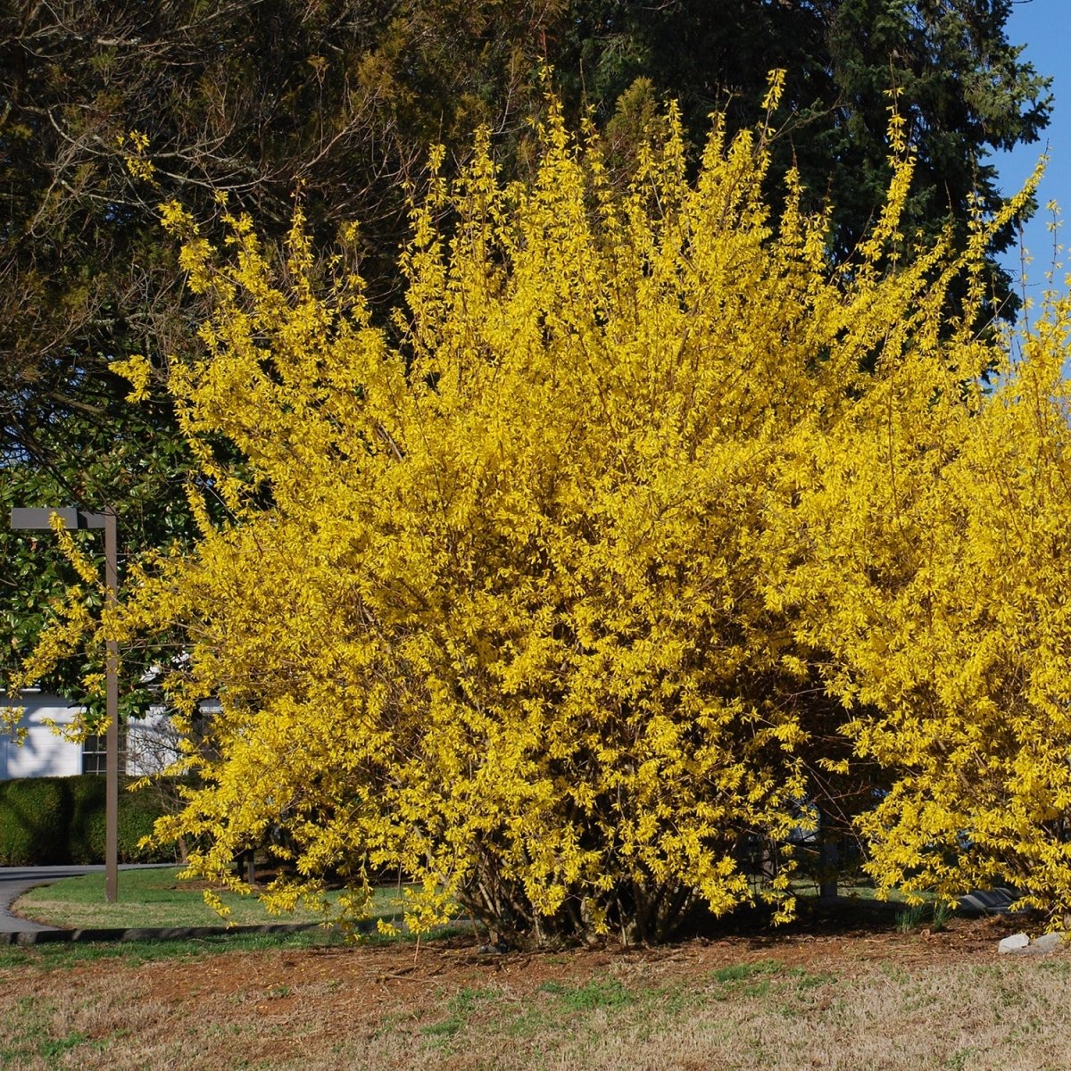 Northern Gold Forsythia - LandscapeDirect