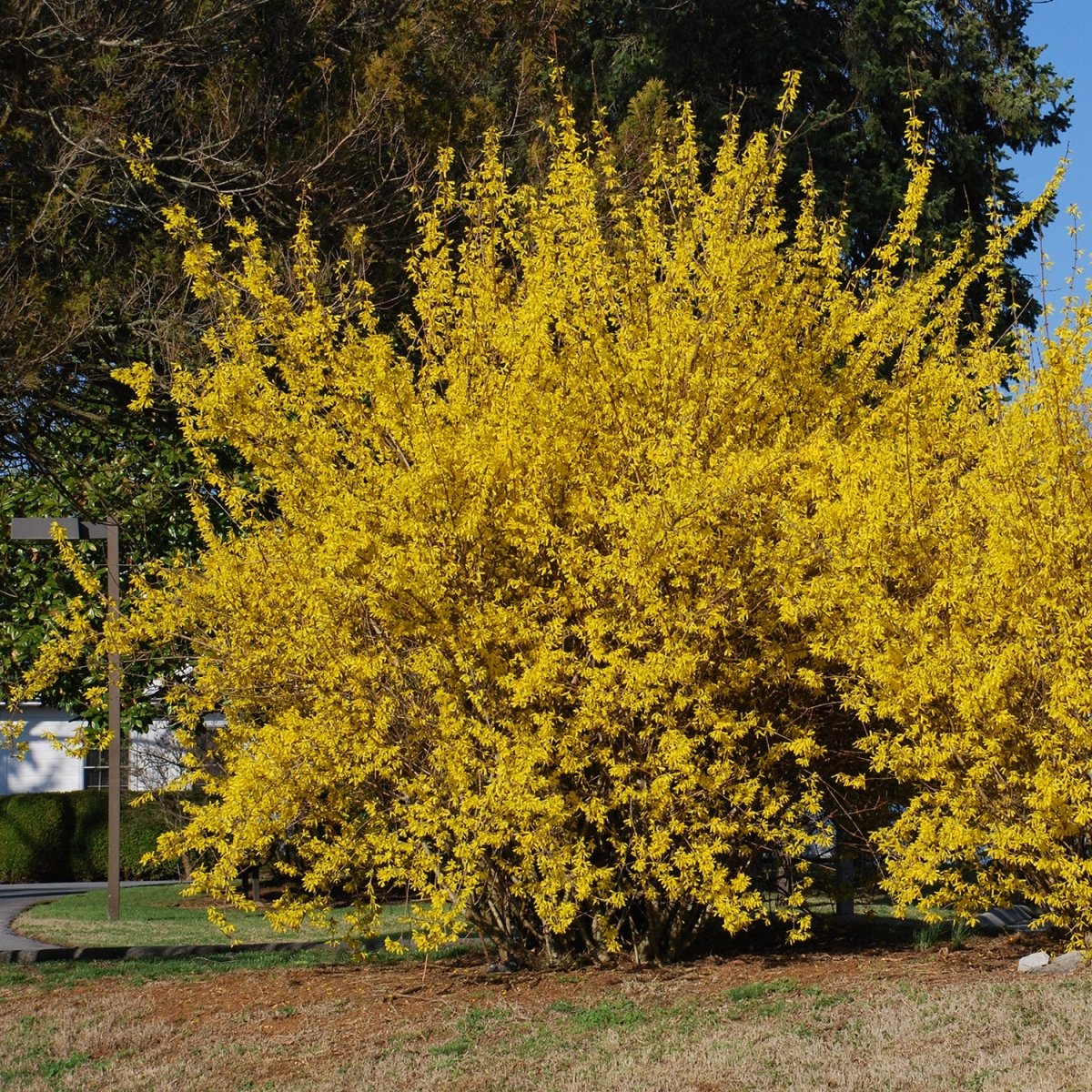 Northern Gold Forsythia - LandscapeDirect