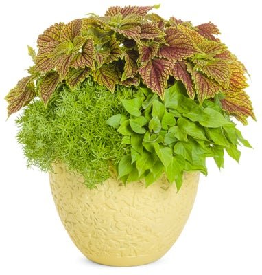 Off The Wall - Patio Container Kit - LandscapeDirect