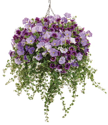 On the Bay - Hanging Basket Kit - LandscapeDirect