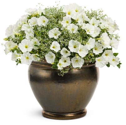 On the Horizon - Patio Container Kit - LandscapeDirect