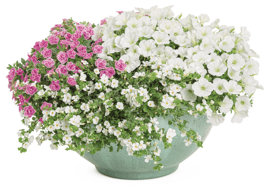 Ophelia - Patio Container Kit - LandscapeDirect