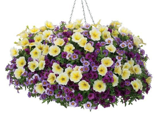 Orchestra Hall - Hanging Basket Kit - LandscapeDirect