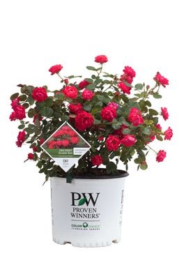 Oso Easy Double Red Rose - LandscapeDirect