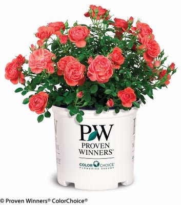 Oso Easy Mango Salsa Rose - LandscapeDirect