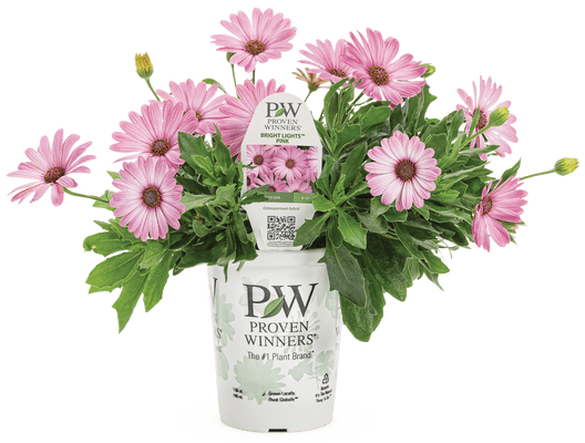 Osteospermum Bright Lights Pink - LandscapeDirect