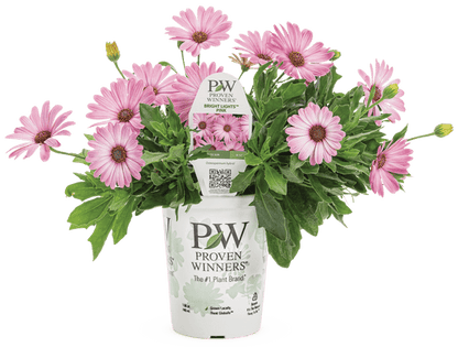 Osteospermum Bright Lights Pink - LandscapeDirect