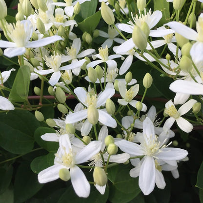 Paniculata Clematis - LandscapeDirect