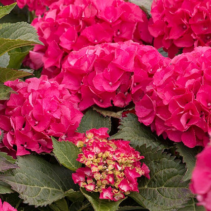 Paris Bigleaf Hydrangea - LandscapeDirect
