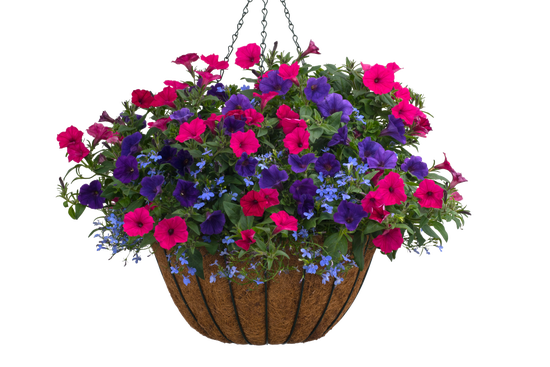 Party Time - Hanging Basket Kit - LandscapeDirect