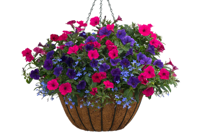 Party Time - Hanging Basket Kit - LandscapeDirect