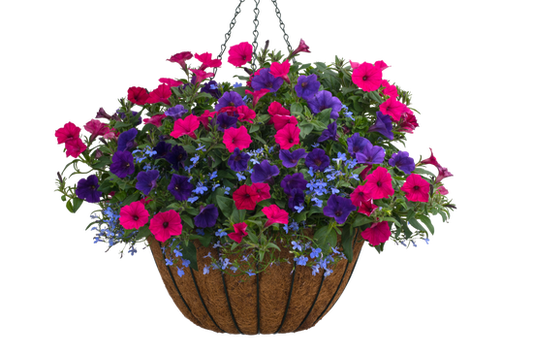 Party Time - Hanging Basket Kit - LandscapeDirect
