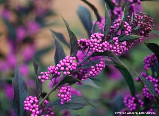 Pearl Glam Beautyberry - LandscapeDirect