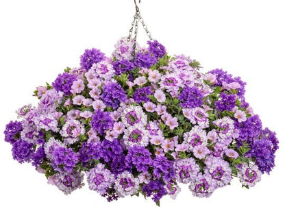 Perfect Rhythm - Hanging Basket Kit - LandscapeDirect