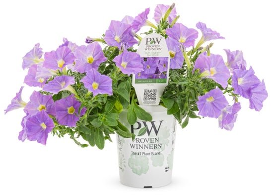 Petunia Supertunia Blue Skies - LandscapeDirect