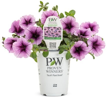 Petunia Supertunia Bordeaux - LandscapeDirect
