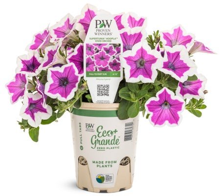 Petunia Supertunia Hoopla Vivid Orchid - LandscapeDirect