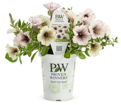 Petunia Supertunia Latte - LandscapeDirect
