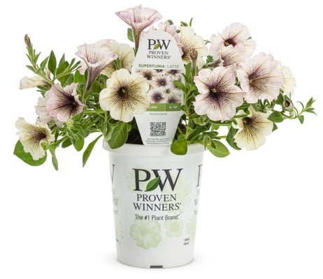 Petunia Supertunia Latte - LandscapeDirect