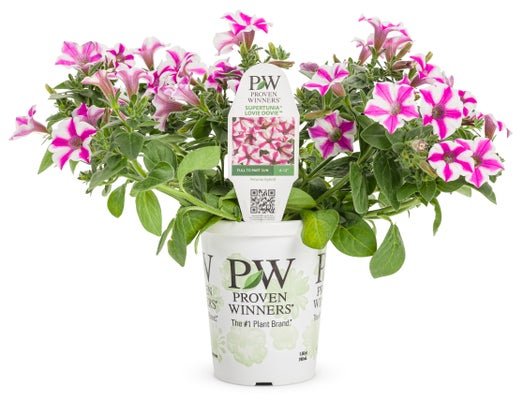 Petunia Supertunia Lovie Dovie - LandscapeDirect