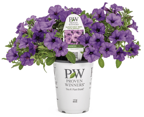 Petunia Supertunia Mini Vista Indigo - LandscapeDirect