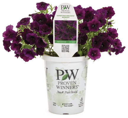 Petunia Supertunia Mini Vista Midnight - LandscapeDirect