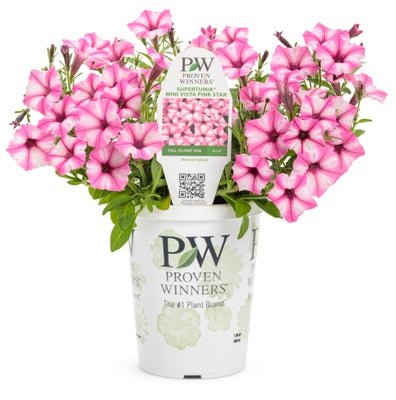 Petunia Supertunia Mini Vista Pink Star - LandscapeDirect